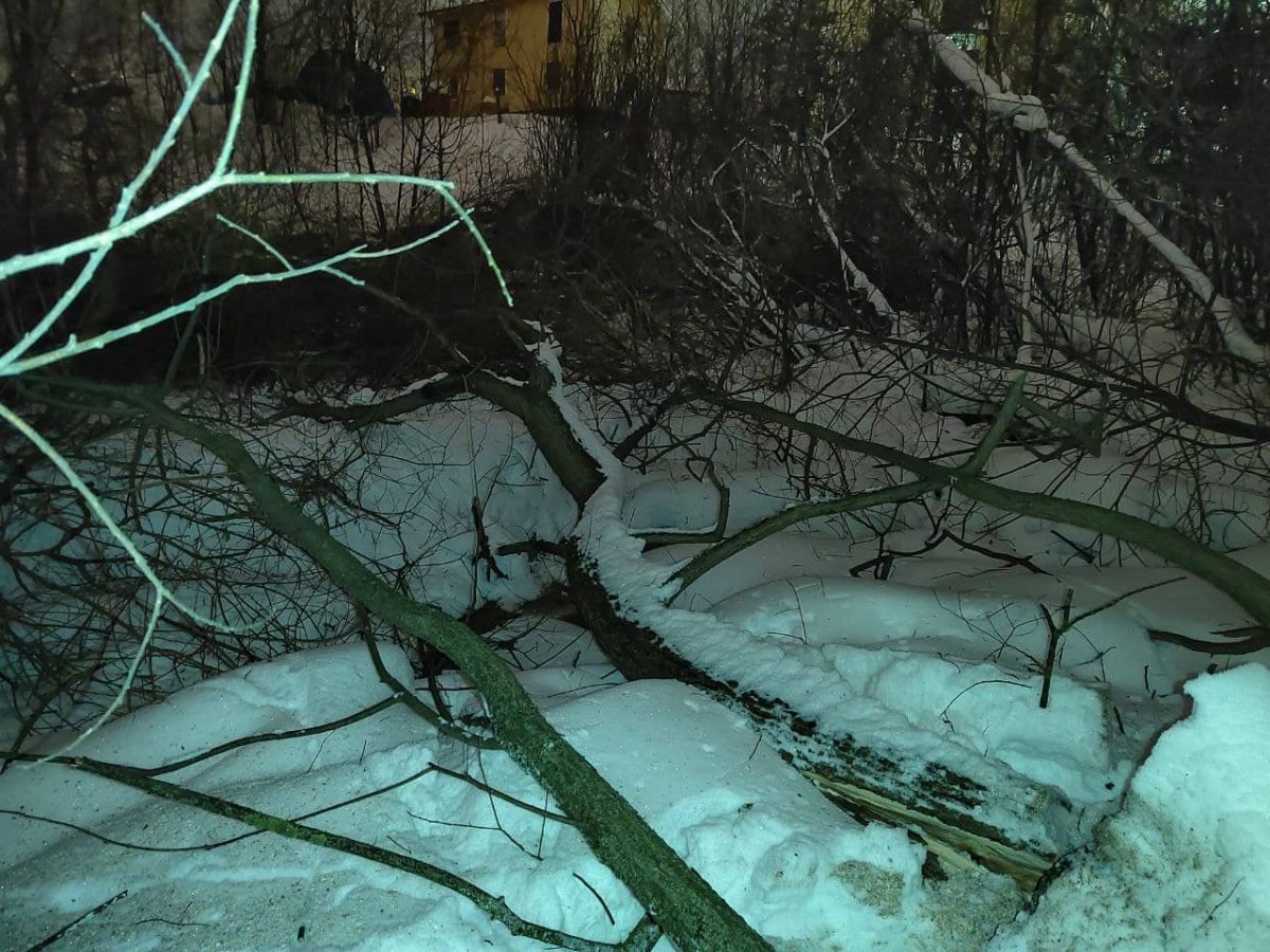 Вырубка деревьев в парке реки Грачевка продолжается